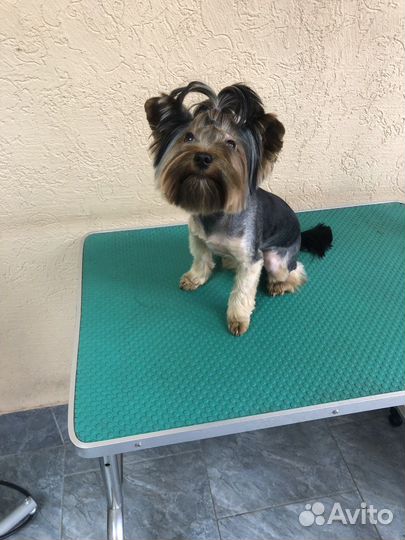 Грумер стрижка собак