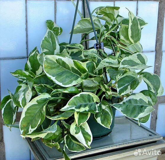 Комнатные цветы