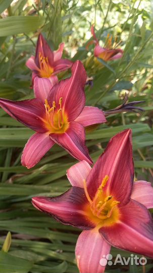 Лилейник (кустами)