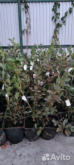 Голубика 3 летняя + Таз с торфом верховой кислый