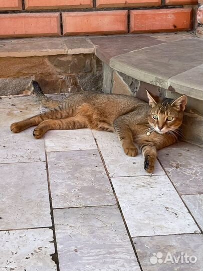 Котята чаузи
