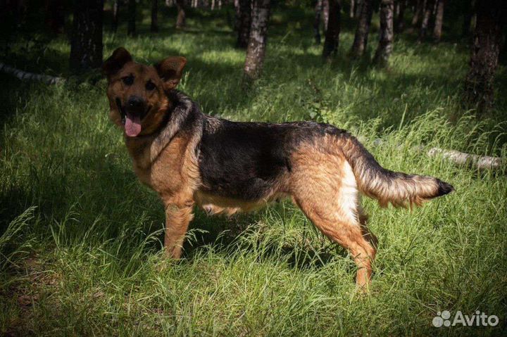 Немецкая овчарка