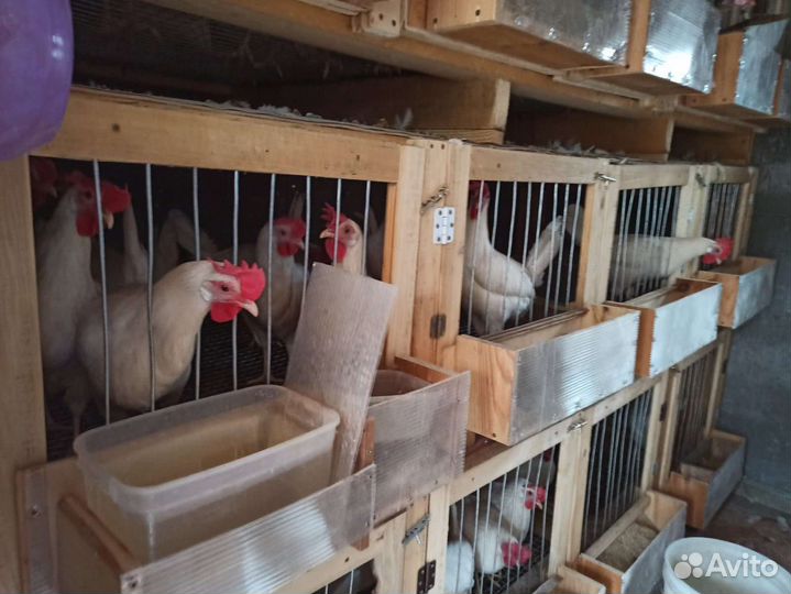 Яйца куриные домашние диетические