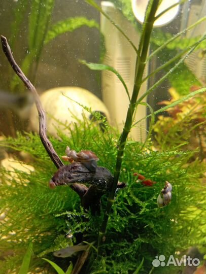 Мох, Покемоны улитки, гуппи эндлера,креветки