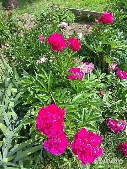 Сентябрины махровые