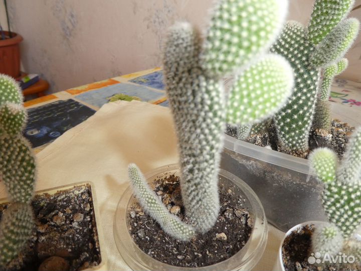 Кактус опунция