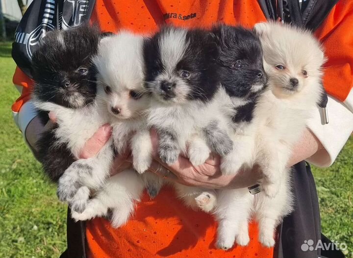 Собаки щенки шпиц