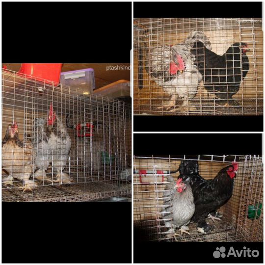 Вольеры, брудеры, клетки, инкубаторы