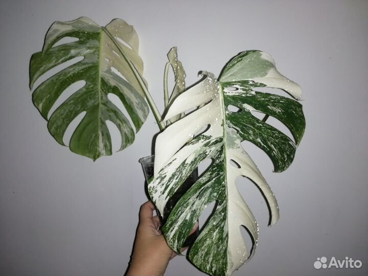 Монстера вариегатная макушка