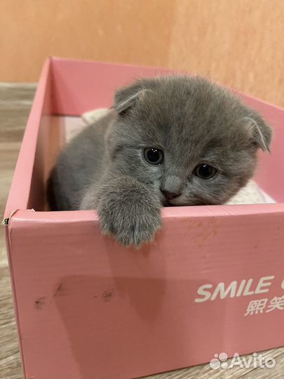 Шотландские котята