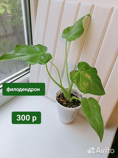 Филодендроны