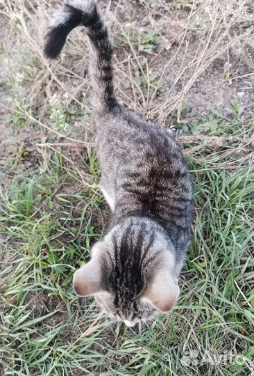 Котёнок подросток брошенный ищет дом