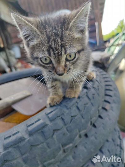 Котенок