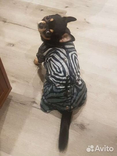 Одежда для маленьких собак