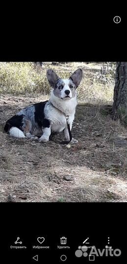 Вязка.Вельш корги кардиган