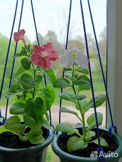 Петуния бахромчатая