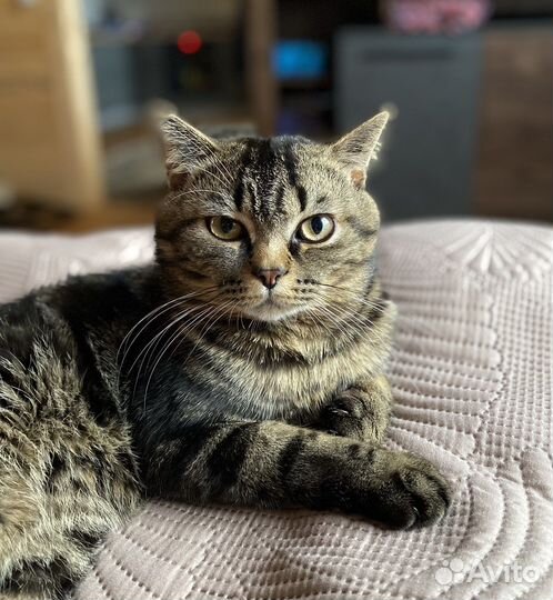 Шотландский кот вязка