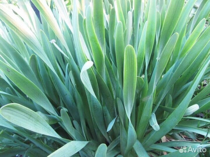 Многолетники для сада