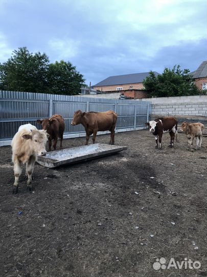 Продаю скот корова три телки и бычок 10 месяцев