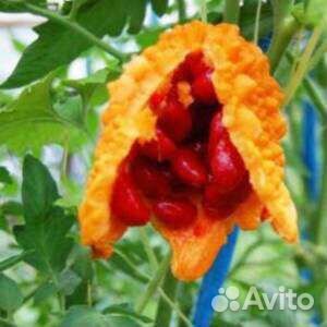 Семена момордики