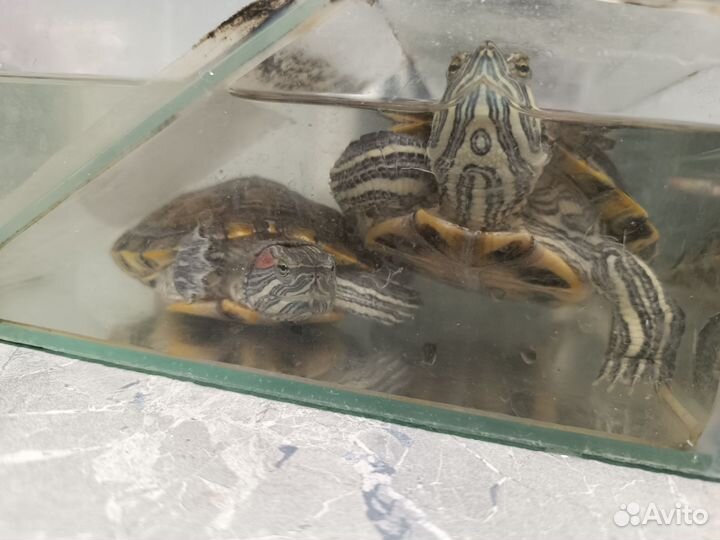 Красноухая черепаха с аквариумом