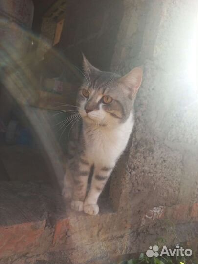 Кот шотландский прямоухий