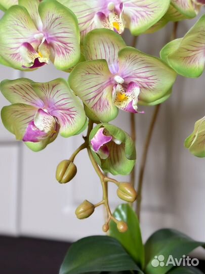 Орхидея в горшке