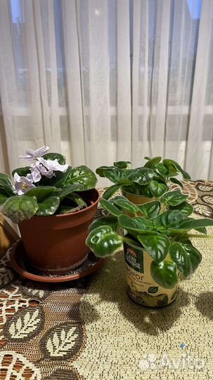 Фиалка цветущая