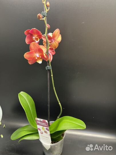Орхидея фаленопсис Горизонт