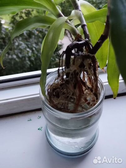 Золотой ус