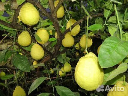 Лимон - (Пандероза) - саженцы объявление продам