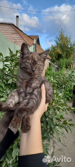 Кошки в добрые руки бесплатно