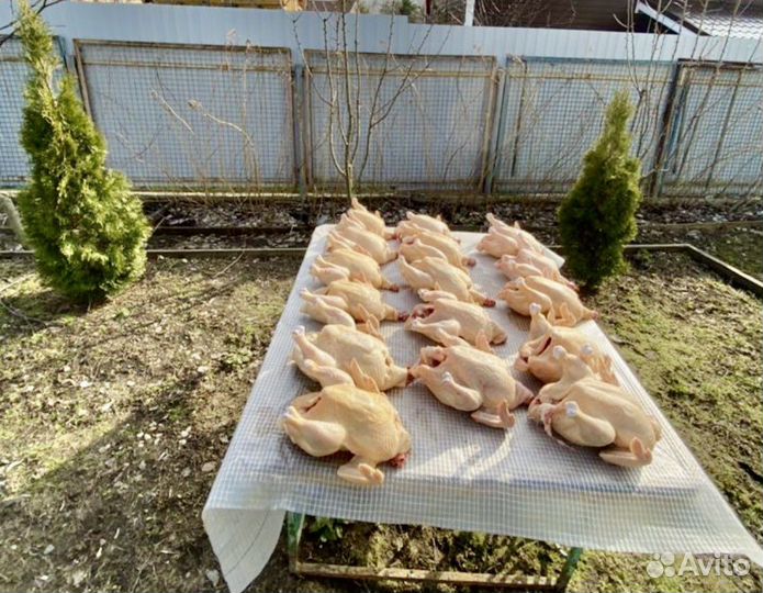 Курочки домашние бройлеры