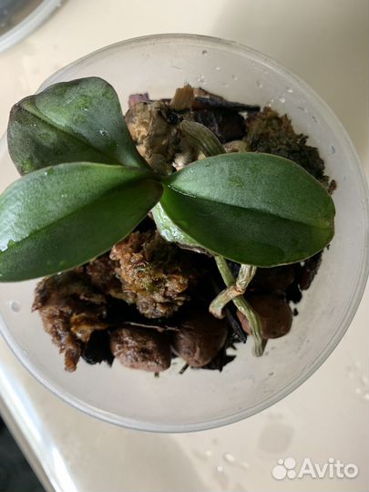 Орхидея фаленопсис