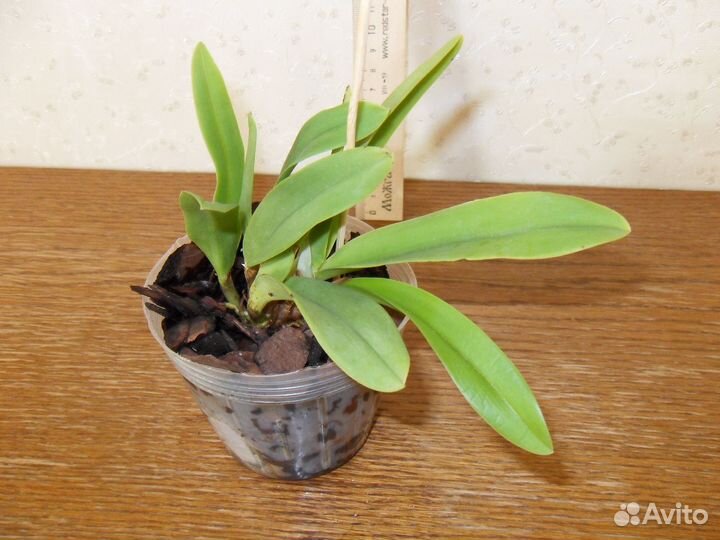 Каттлея Hknsa. Chien Ya Ocean 'TM'