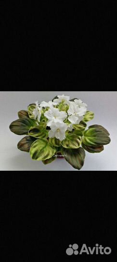 Фиалка химера