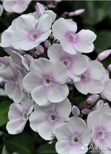 Флокс Моника линдел белл