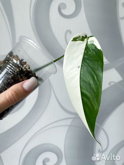 Эпипремнум пиннатум вариегатный