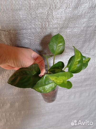 Сингониум, эпипремнум, ктенанта и др