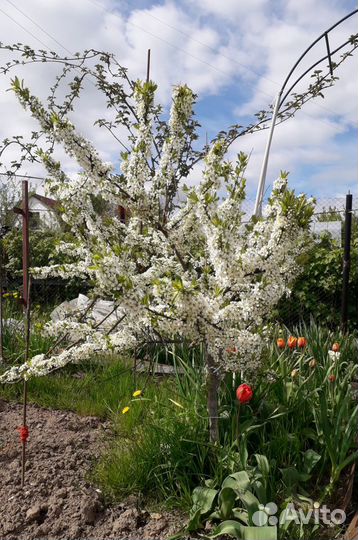 Сливово-вишневый гибрид