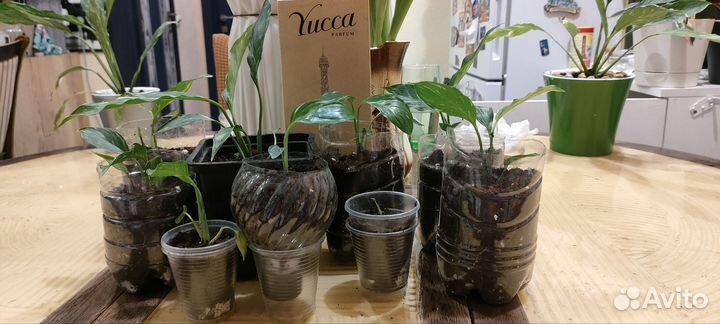 Спатифиллум Даймонд