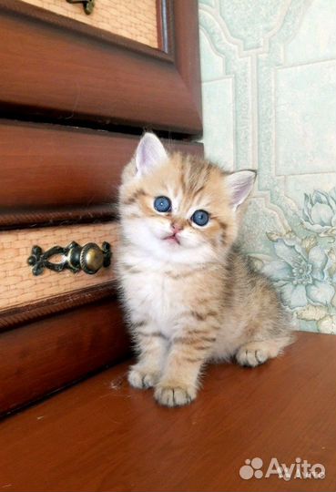 Британская золотая шиншилла котик