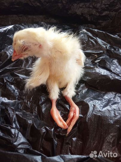 Цыплята суточные