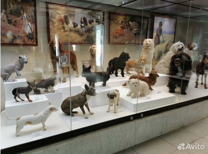 Билеты в Государственный Дарвиновский музей Москва