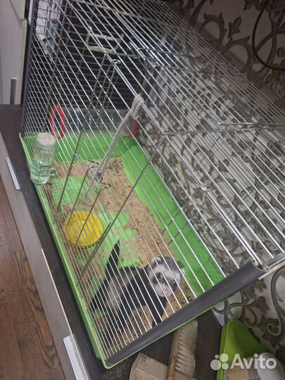 Продаётся хорек