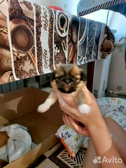 Щенки пекинеса