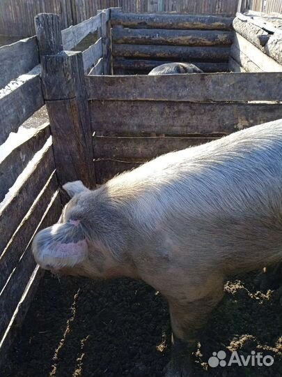 Хряк на племя