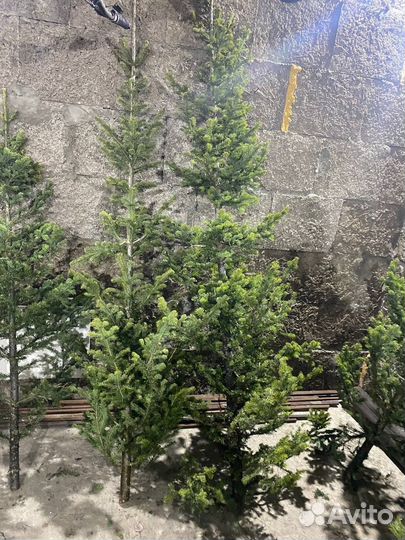 Елка пихта живая