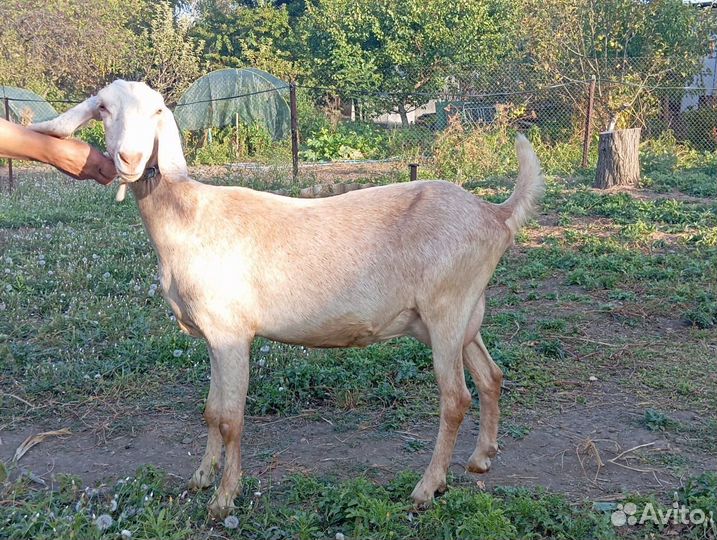 Продаются нубийские козы