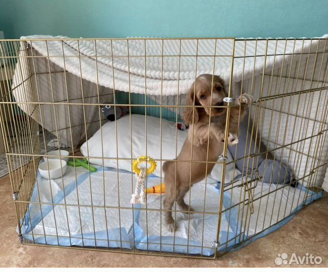 Вольер для щенков в квартиру